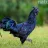 blackrooster999